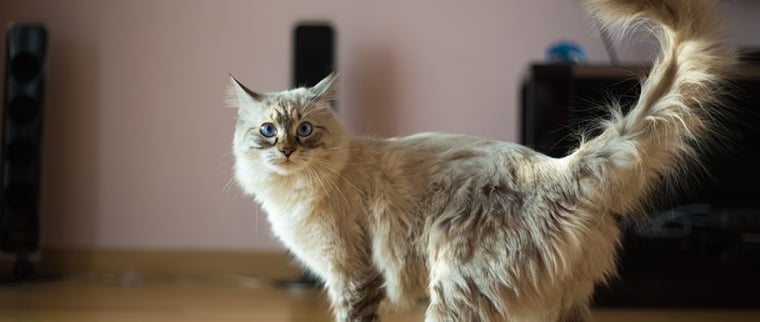 chat remue sa queue